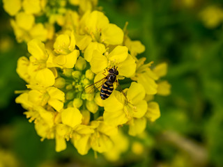 A hoverfly feeding from wild mustard flowers 1