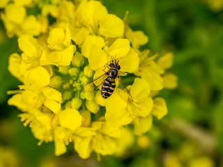 A hoverfly feeding from wild mustard flowers 3