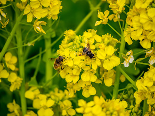 A pair of beeflies feeding from wild mustard flowers