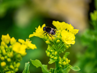 Macro small bee feeding from wild mustard flowers 5