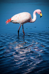 Naklejka na ściany i meble Flamingo in nature habitat - Laguna Hedionda, Bolivia.