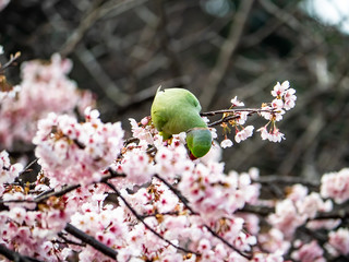 rose ringed parakeet in Japanese sakura tree 17
