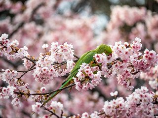 rose ringed parakeet in Japanese sakura tree 40