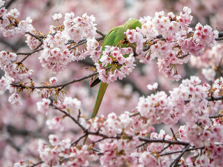 rose ringed parakeet in Japanese sakura tree 41