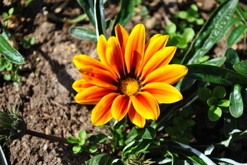 yellow flower in the garden
