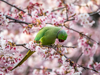 rose ringed parakeet in Japanese sakura tree 47