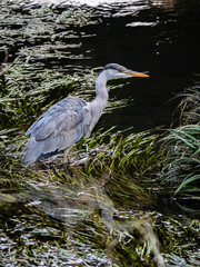 Grey Heron fishing in a Japanese river 1