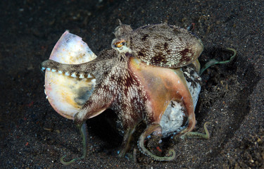 Incredible Underwater World - Coconut octopus - Amphioctopus marginatus. Diving and underwater photography. Tulamben, Bali, Indonesia.
