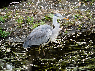 Grey Heron fishing in a Japanese river 10