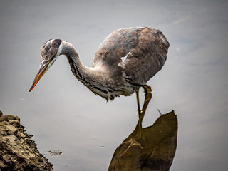 Grey Heron fishing in a Japanese river 14