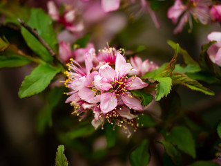 sakura cherry blossoms in full bloom. In Japan, these small pink flowers herald the start of spring.