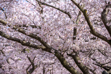 桜のアーチ　春イメージ