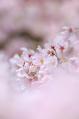桜の花　春イメージ