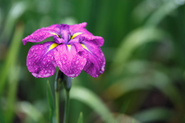 花菖蒲園