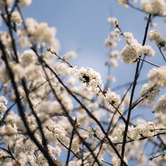 spring coming, flowers on tree with clear blue sky