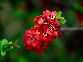 deep red chinese quince flowers in bloom 2