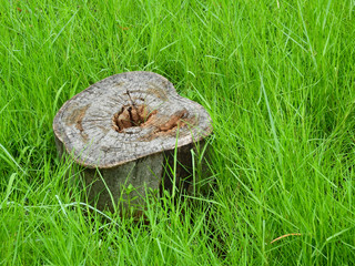 tree stump wood on green grass lawn