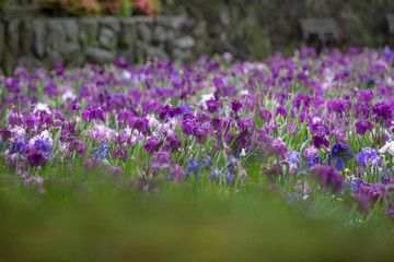 Fototapeta premium 花菖蒲園