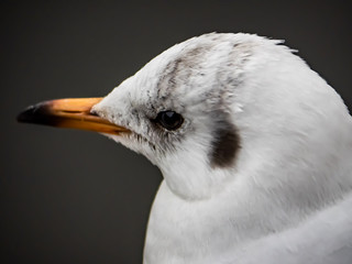 Portrait of a black-tailed gull in Ueno park 1