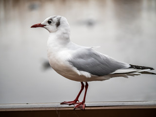 Portrait of a black-tailed gull in Ueno park 8