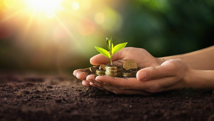 Investment Concept. Plant Growing In Savings Coins Money. Business Development
