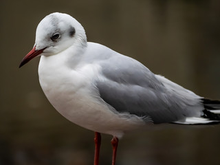 Fototapeta premium black-tailed gull in Ueno park 4