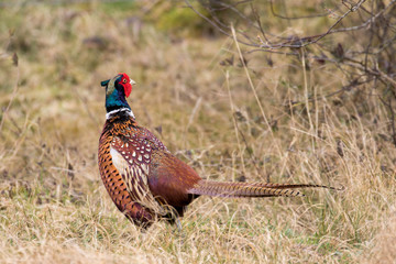 Ein Fasan in der Seitenansicht in den Dünen