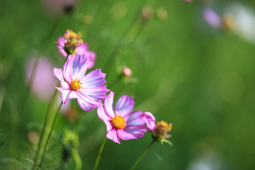 Fototapeta premium コスモスの花 秋イメージ