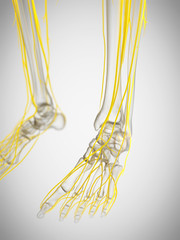 3d  illustration of the nerves of the foot