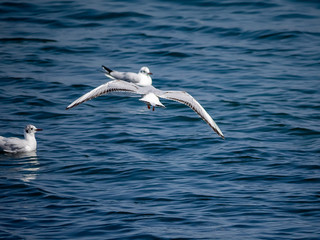 Black-tailed gull in flight over Tokyo Bay in Yamashita park, Yokohama 1