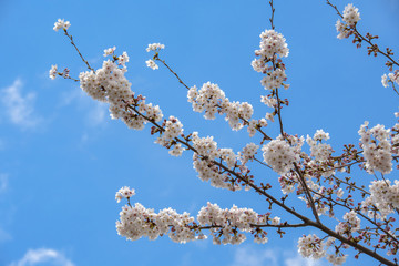 快晴の空に咲く　満開の桜