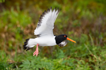 Ein freigestellter Austernfischer fliegt in der Seitenansicht vor grünem Hintergrund