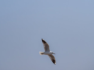 Black-tailed gull in flight over Tokyo Bay in Yamashita park, Yokohama 5