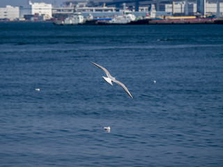 Fototapeta na wymiar Black-tailed gull in flight over Tokyo Bay in Yamashita park, Yokohama 6