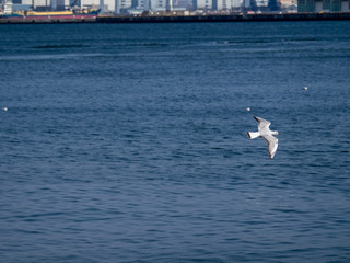 Fototapeta na wymiar Black-tailed gull in flight over Tokyo Bay in Yamashita park, Yokohama 9