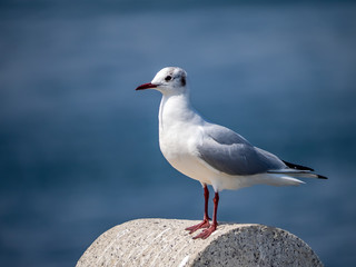 An adult black-tailed gull in Yamashita Park 1