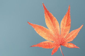 Orange Acer Leaf on Blue Background Isolated