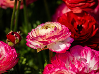 Ornate, brightly colored buttercups in a Japanese garden 4