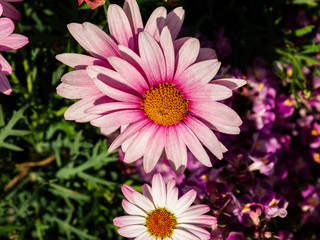 pink anemone in bloom in a park in Yokohama