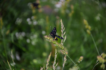 Close-up of a insect  clinged to a blade of grass