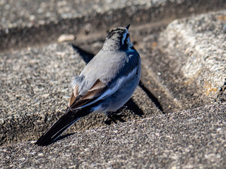 Japanese wagtail on a concrete river bank