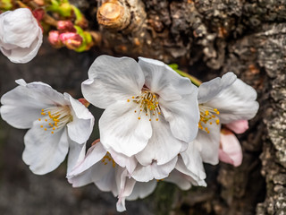 cluster of white Japanese sakura blossoms 10