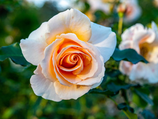 A pale yellow rose blooms in a rose garden in a Japanese park