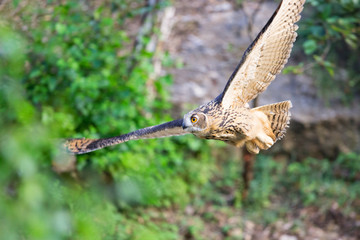 Ein fliegender Uhu freigestellt in der Seitenansicht vor einer Felswand