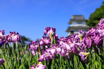 花菖蒲園