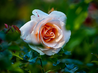 A pale yellow rose blooms in a rose garden in a Japanese park 2