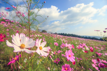 コスモス畑　秋イメージ