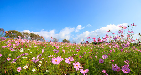 コスモス畑　秋イメージ