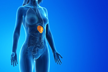 3d rendered medically accurate illustration of a womans spleen