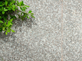 green leaf bush on marble wall texture background